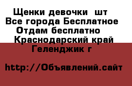 Щенки девочки 4шт - Все города Бесплатное » Отдам бесплатно   . Краснодарский край,Геленджик г.